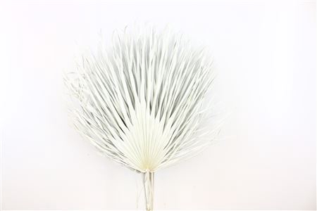 <h4>Dried Chamaerops (10tk) Frosted White Bunch</h4>