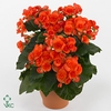 Begonia ''reina'' oranje Decorum