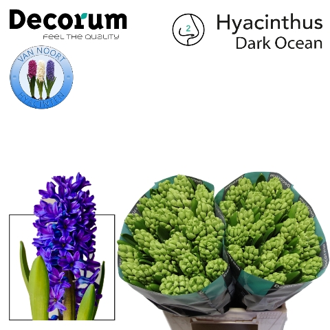 <h4>Hyacinthus dark ocean</h4>