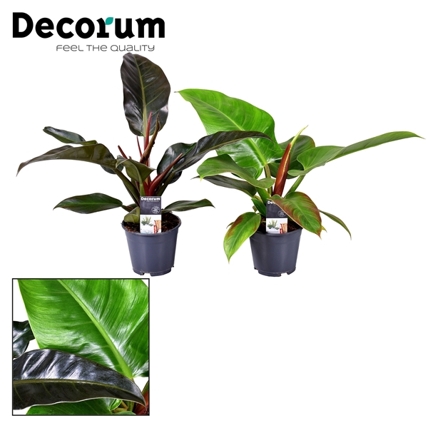 Philodendron mix Imperial Green & Red (Decorum)