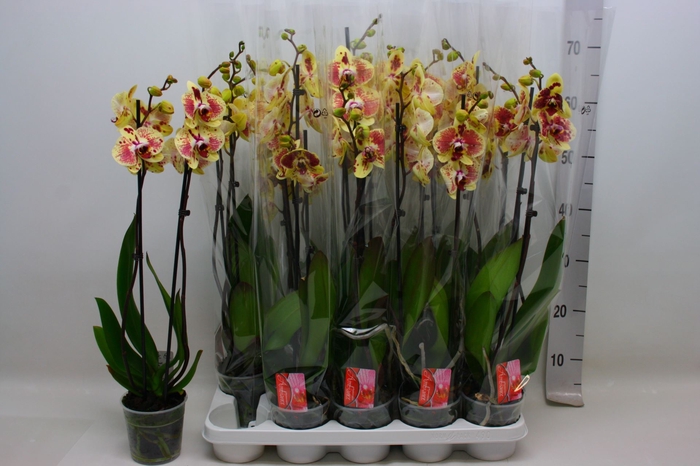<h4>Phalaenopsis overig geel</h4>