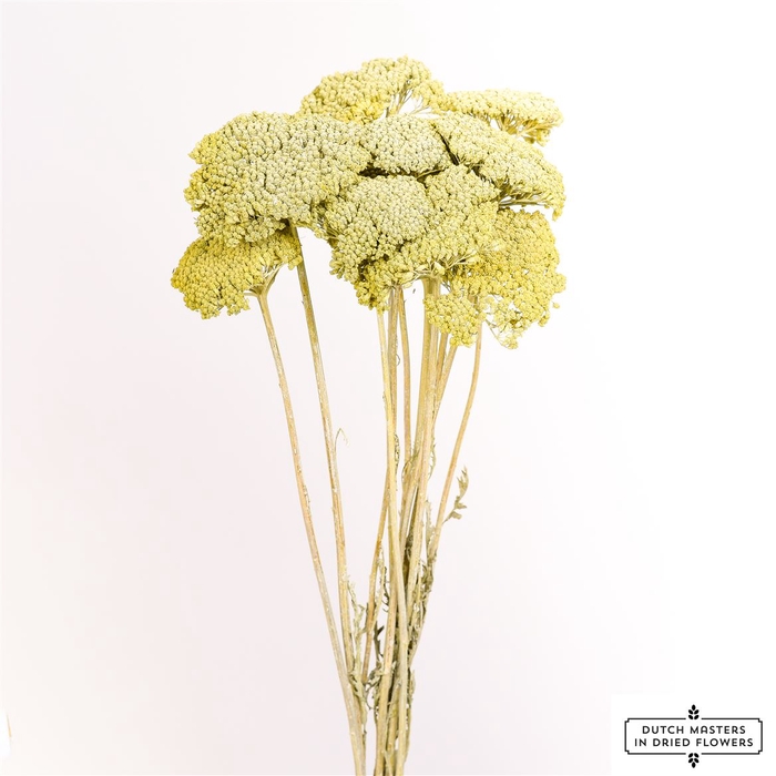 Dried Achillea Frosted Mint Green Bunch