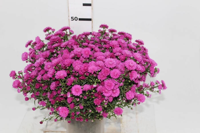 <h4>ASTER MARIANA 040 CM PINK</h4>