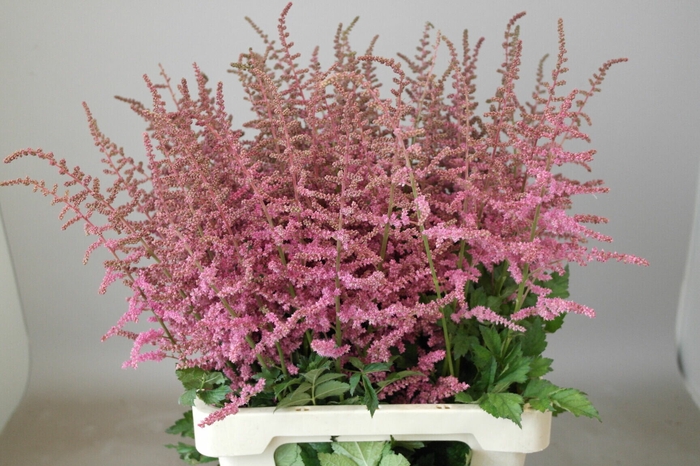 <h4>Astilbe Loud And Proud</h4>