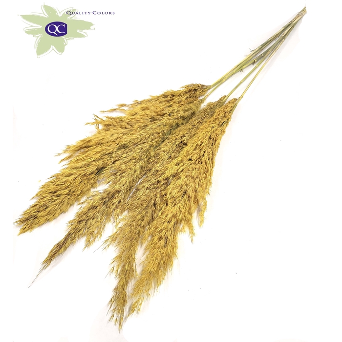 <h4>Pampas Grass 100cm 5stems per bunch Frosted Yellow</h4>
