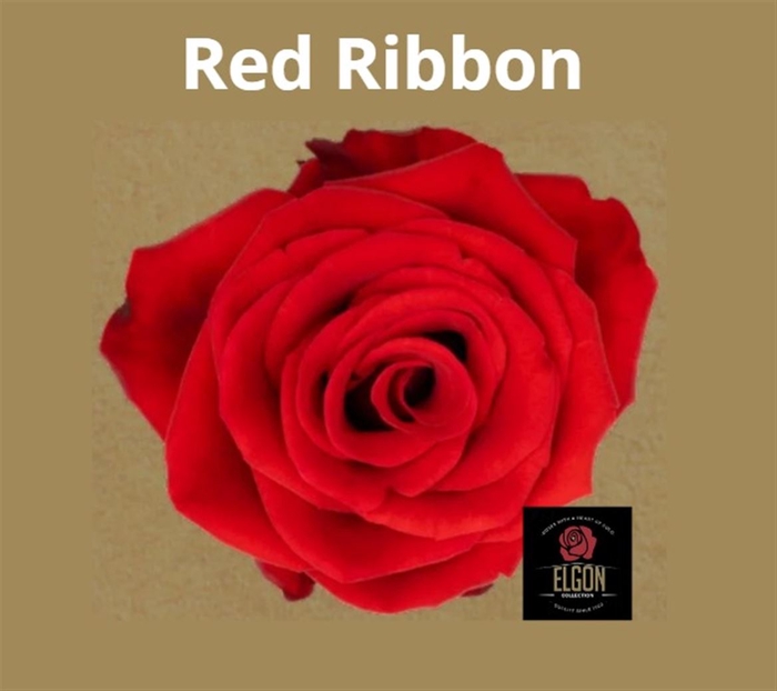 <h4># R Gr Red Ribbon **clearout**</h4>