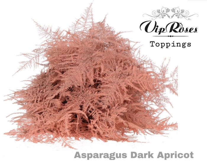 <h4>Asp Ov Extra Veren Dark Apricot</h4>
