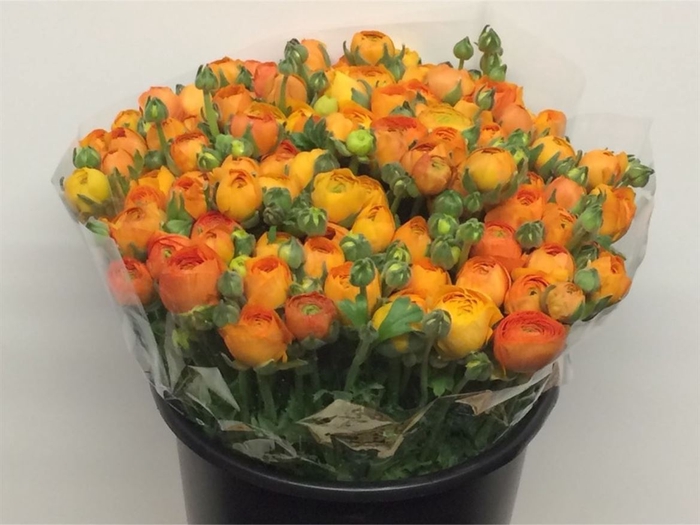 <h4># Ranunculus Elegance Orange**clearout</h4>