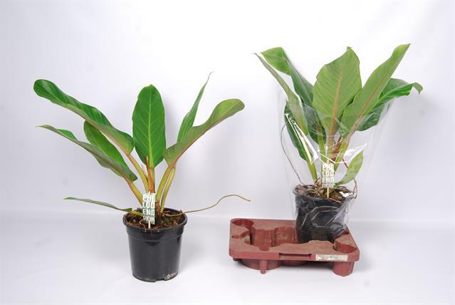 Philodendron Fatboy Yellow 19Ø 60cm