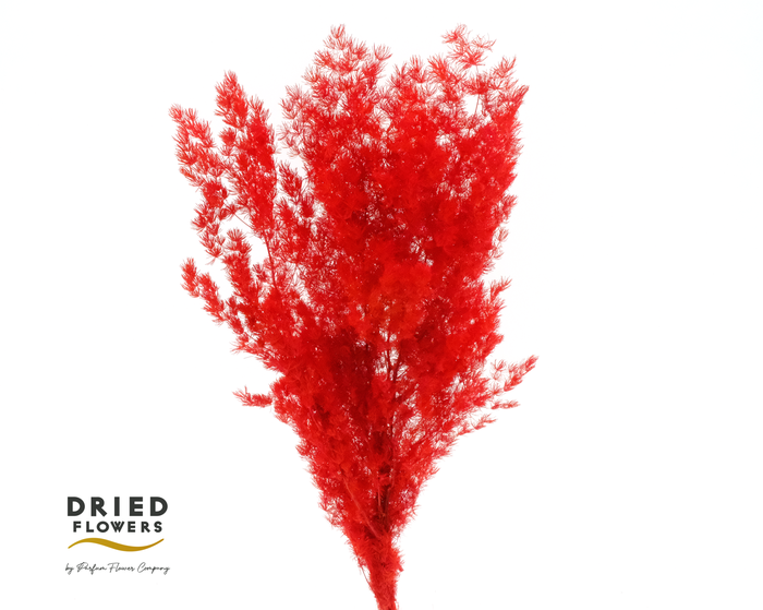 <h4>Dried Bleached Asparagus Retrofractus Red</h4>