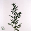 Leaf ruscus small