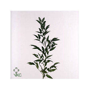 Leaf ruscus small