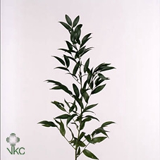 <h4>Leaf ruscus small</h4>