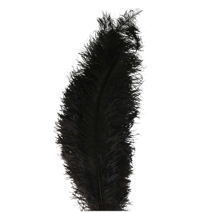 <h4>Feathers Ostrich 55cm x5</h4>