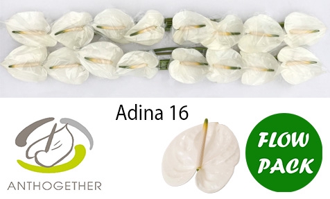 ANTH A ADINA 16 Flow Pack