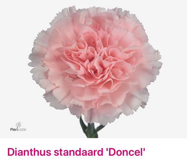 <h4>Dianthus st doncel</h4>