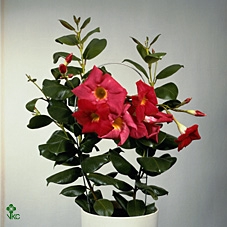 Sundaville 19 cm Rose Rek