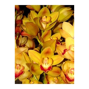 Cymbidium Orange/Gold 5/7 blooms p/s