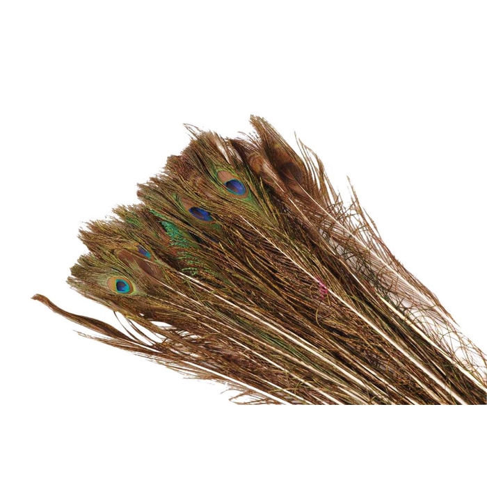 <h4>Feather Peacock L100</h4>