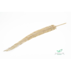 DRIED FLOWERS - PALM LEAF 1,2M NATURAL 1pc