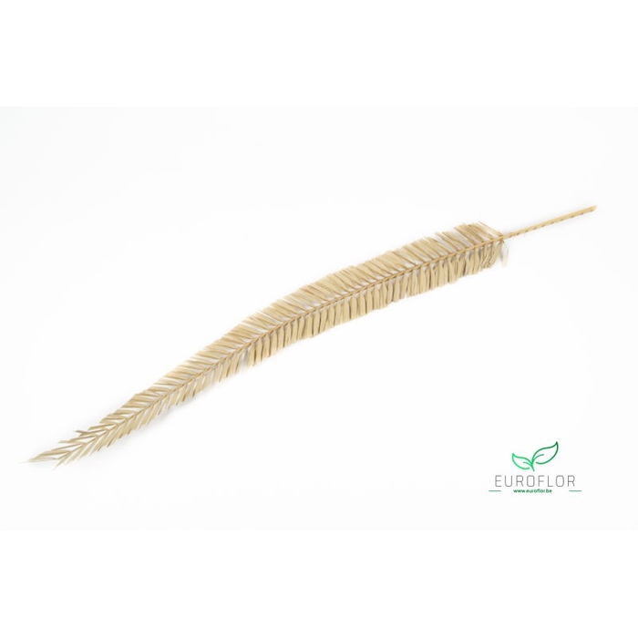 <h4>DRIED FLOWERS - PALM LEAF 1,2M NATURAL 1pc</h4>