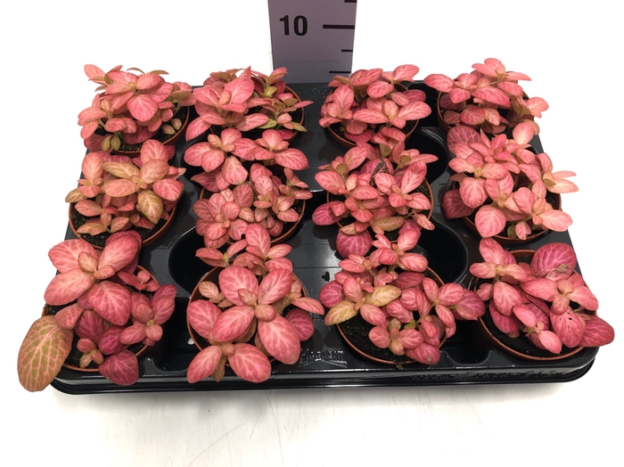 Fittonia Pink Special 8,5Ø 10cm