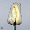 art.281 Trioblister rozenpot cac 6,5 cm