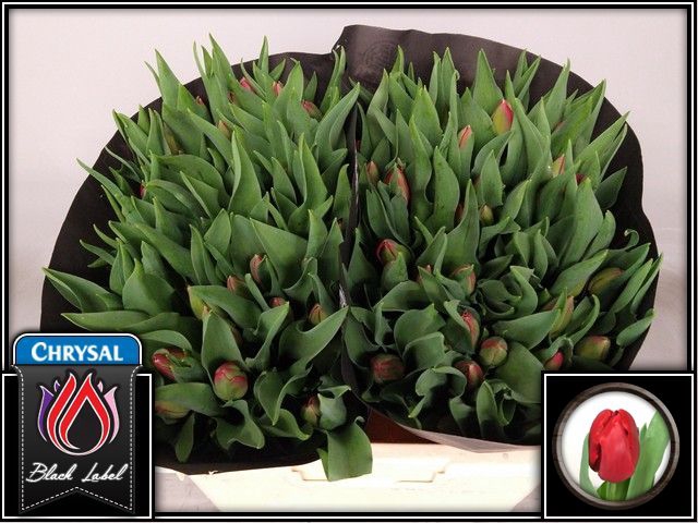 <h4>Tulipa si socrates</h4>