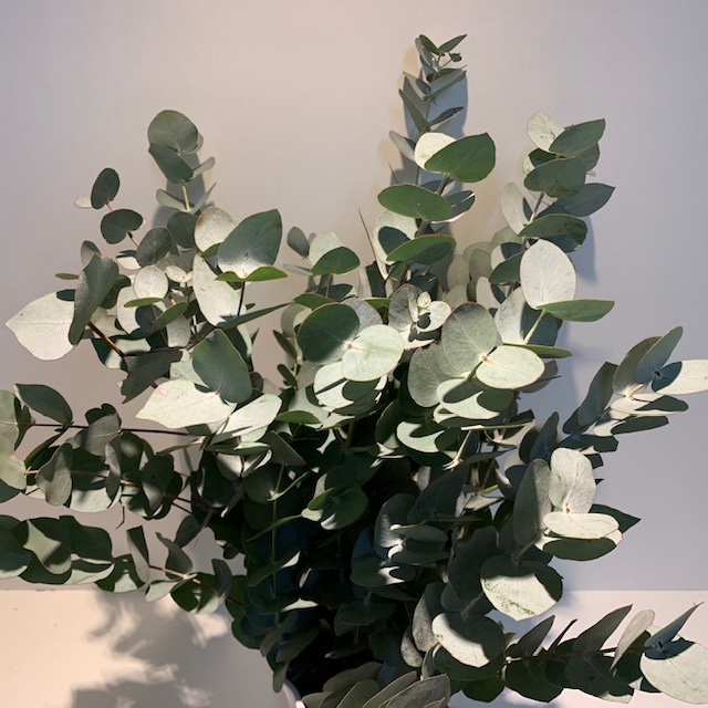Greens - Eucalyptus cinerea (p/bunch)**