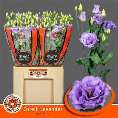 Eus G Corelli Lavendel