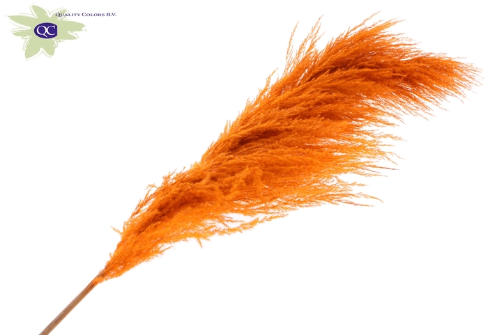 <h4>Pampas grass ± 175cm p/pc in poly orange</h4>