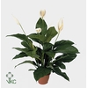 Spathiphyllum Sweet Lauretta 24Ø 105cm 5Flow