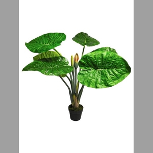 Alocasia calidora green 105cm
