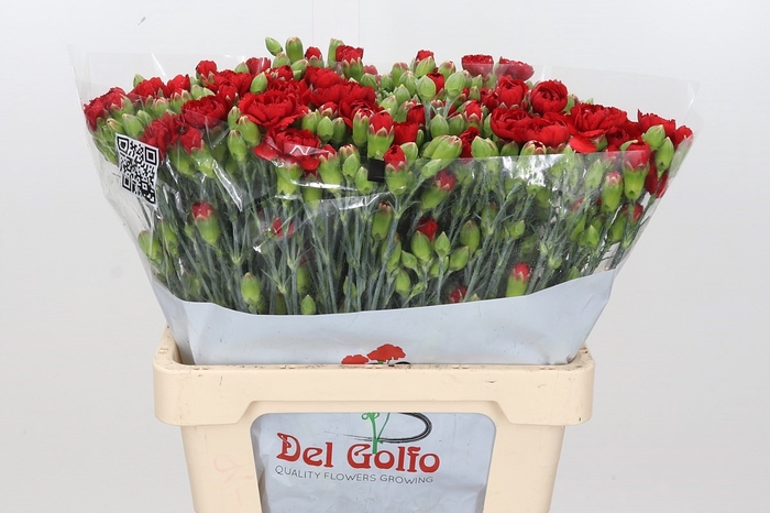 Dianthus Sp Pino