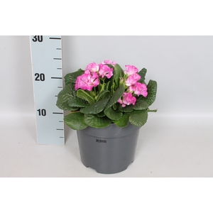 vaste planten 19 cm  Primula vulgaris Suze