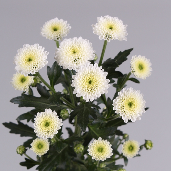 Chrysanthemum spray calimero blanca