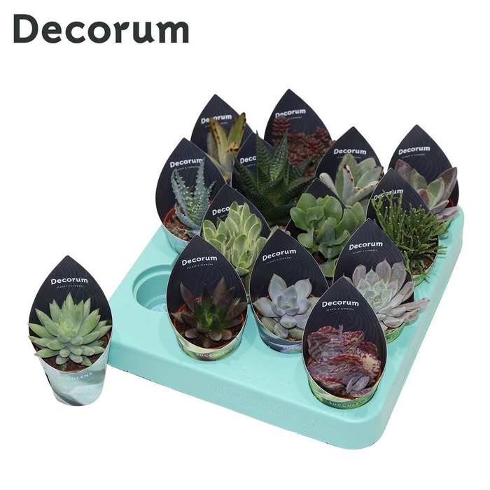 <h4>Succulenten Mix (14spc.) (decorum) Decorum Potcover</h4>