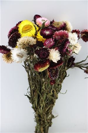 <h4>Dried Helichrysum Mixed Bunch</h4>