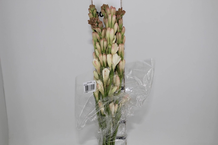 <h4>ANGELICA 060 CM</h4>