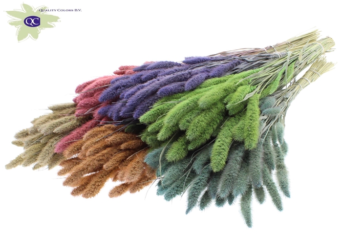 Setaria per bunch mixed colours frosted
