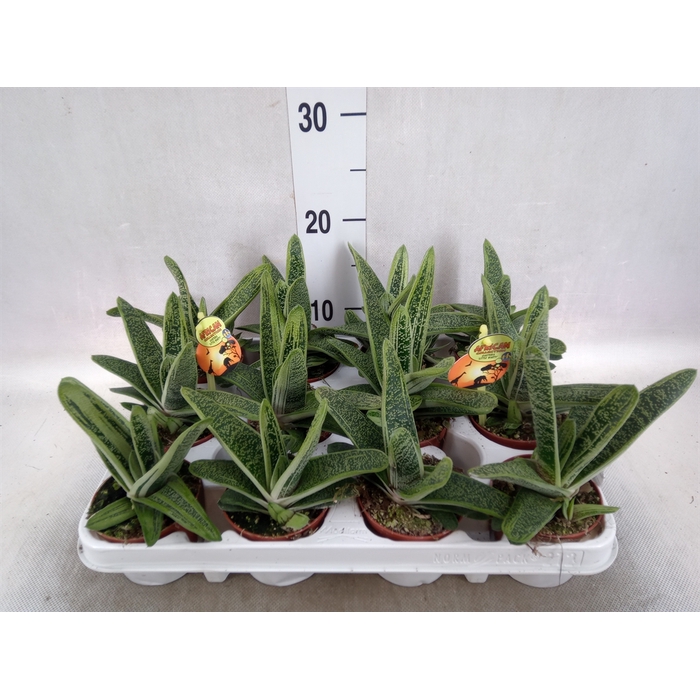 <h4>Gasteria  'Little Warty'</h4>