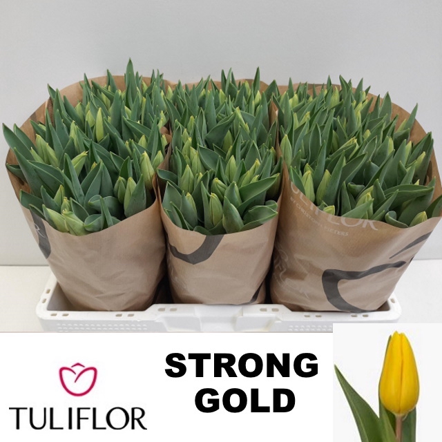 <h4>Tulipa si strong gold</h4>