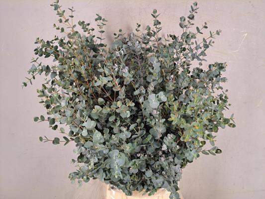 <h4>Eucalyptus Gunni Bs 300g</h4>
