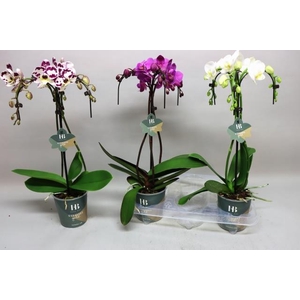 Phalaenopsis mix 12Ø 50cm 3 pędy 21+ kwiatów