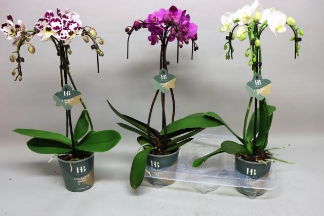 Phalaenopsis mix 12Ø 50cm 3 pędy 21+ kwiatów