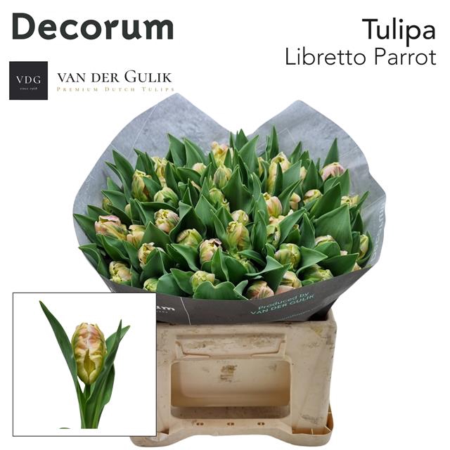 <h4>Tulipa pa libretto parrot</h4>