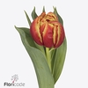 Tulipa do edition
