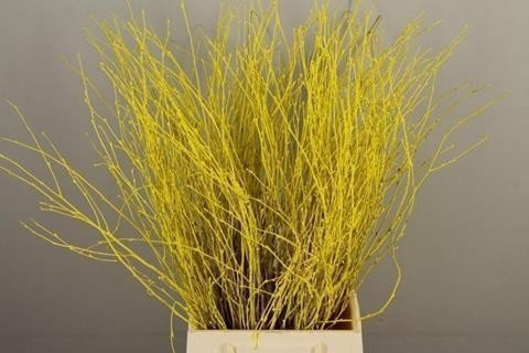 Betula paint yellow