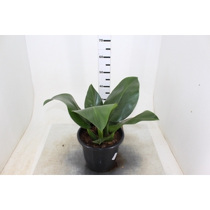 PHILODENDRON PACOVA P30