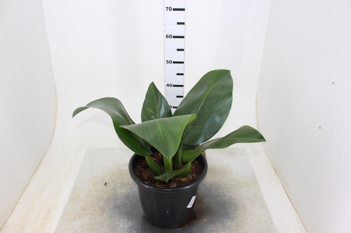 PHILODENDRON PACOVA P30